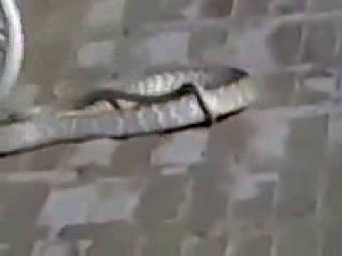 Mongoose vs snake fight on Road  Must See This Video u Never See Before