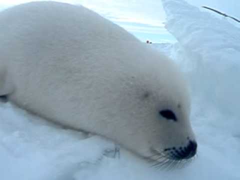 あざらしの赤ちゃん / Baby Harp Seal -2