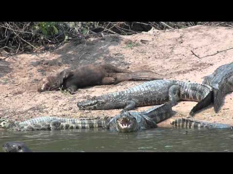 Giant otter and Yacare caiman