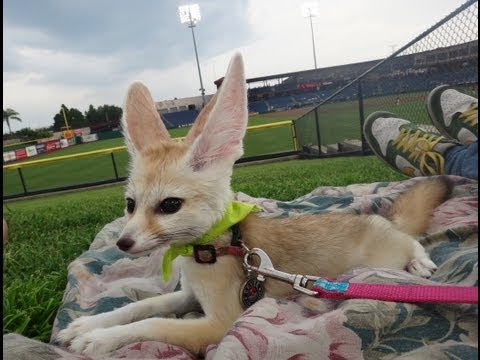 Eevee the Fennec Fox at a Baseball Game!