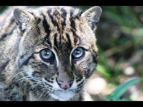 What's killing the Fishing Cat?