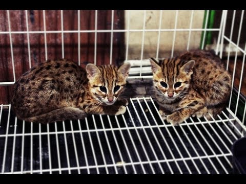 Kucing Hutan Makan Tempe