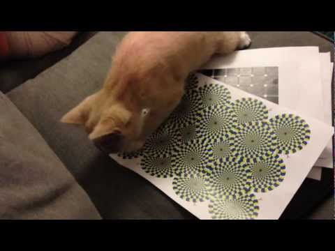 My cat can see the rotating snake illusion!