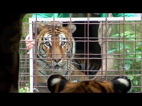 Big Cats + Mirrors = Funny!