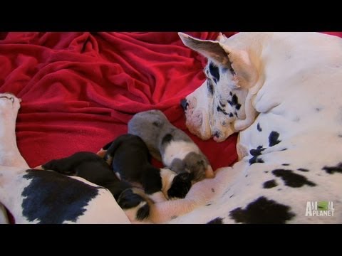 Tiny Great Danes | Too Cute!