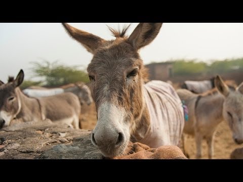 British Couple On Mission To Save India's Overworked Donkeys