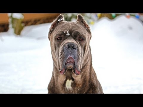 Cane Corso Italian Mastiff