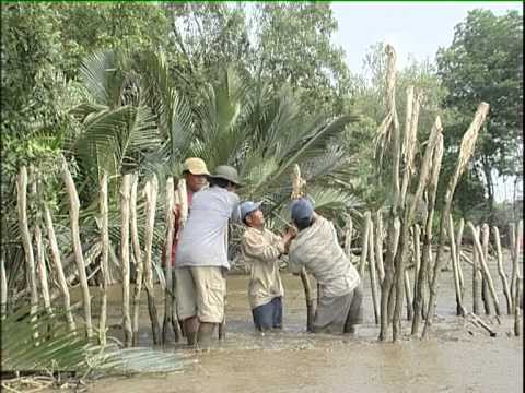 VTV Can Tho - Wave barrier and sediment trap for mangrove planting