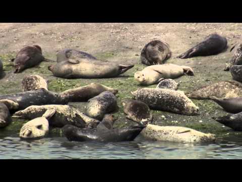 Harbor Seal Monitoring in Puget Sound