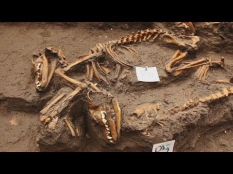 Ancient Aztec dog burial site discovered in Mexico