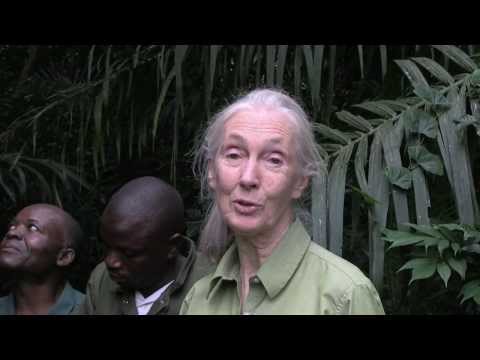 Wounda's Journey:  Jane Goodall releases chimpanzee into forest