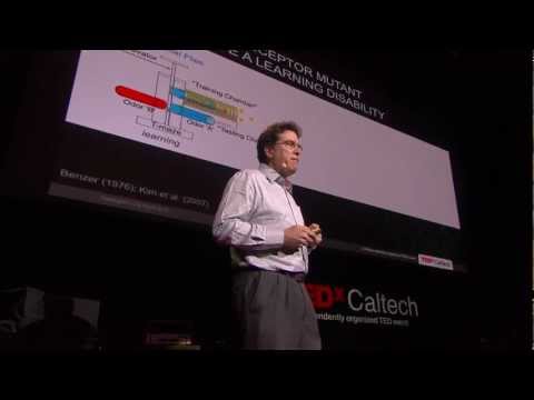 Drugs, Dopamine and Drosophila: A Fly Model for ADHD?: David Anderson at TEDxCaltech