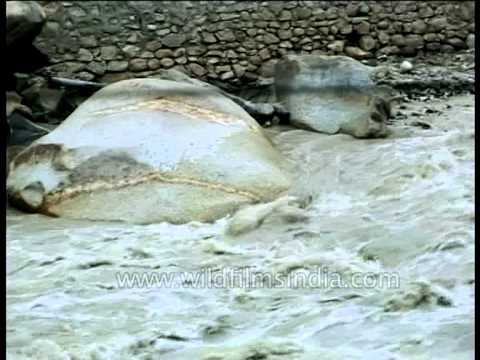 Strong water currents of the Ganges river at Gangotri