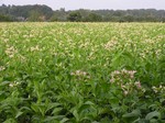 Nicotiana tabacum - Tobacco