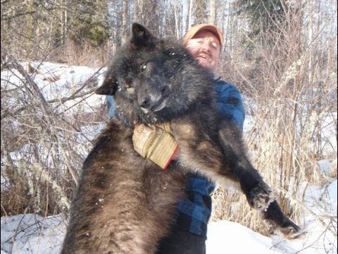 Radioactive Wolves Of Chernobyl - Scary Mutations [Full Documentary]