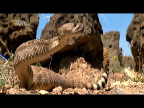 20 Animals That Will Kill You HD - National Geographic Documentary