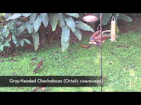 Panama Canal Zone Birds