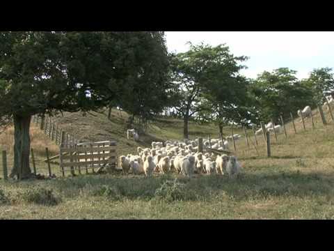 Angora Goat Farming In New Zealand | #1 Farm Mohair For Profit