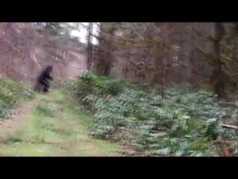 Bigfoot Sighting in Washington State