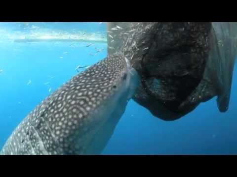 Whale shark sucks fish out of hole in fishing net - Conservation International (CI)