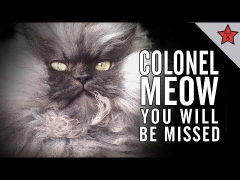 R.I.P. COLONEL MEOW, YOU WILL BE MISSED