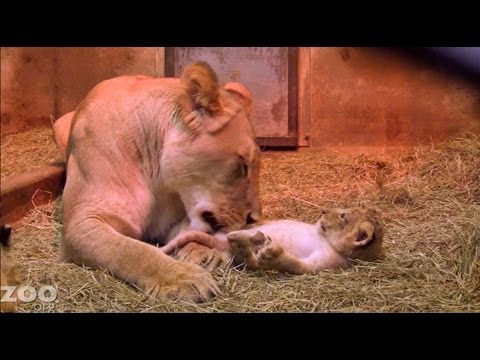 Sit Down With Lion Cubs at Woodland Park Zoo Seattle