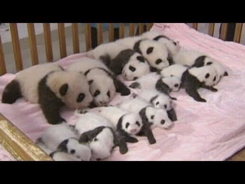 China shows off 14 giant panda cubs