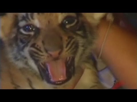 Tiger cubs rescued: Five cubs rescued in Thai smuggling plot