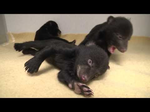 Black bear cubs