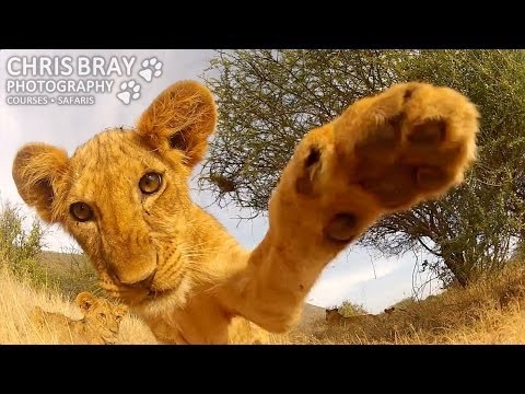 Lion Cub vs GoPro - AMAZING so CUTE!