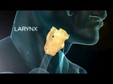 LE LARYNX - Son rôle dans la phonation