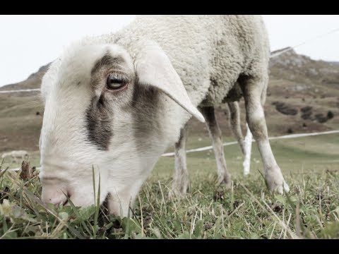 Ein Tag auf der Alp Flix