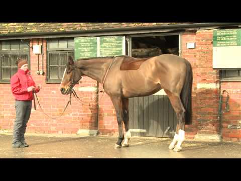 Paul Nicholls - Cheltenham Stable Tour