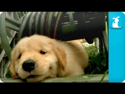 Puppy Love - Golden Retriever Puppies