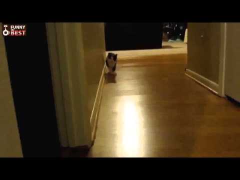 Ultimate Funny Stalking Cat Video Compilation 2013 [HD]