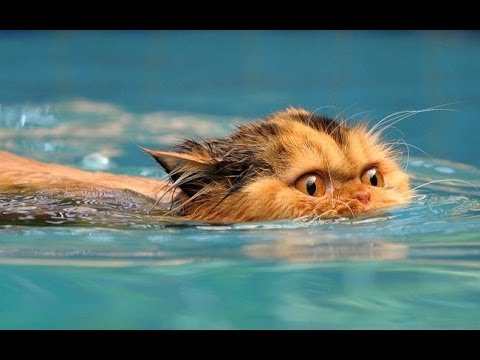 Funny Cats Who Love Water Compilation 2013 [NEW HD]