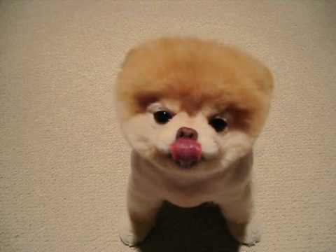 Boo - The world's cutest dog =D