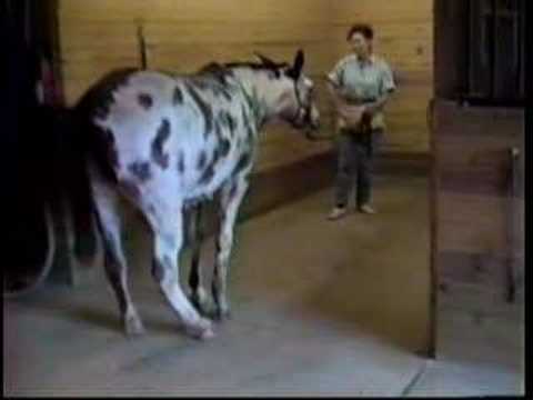 An Abused Mule Responds to Clicker Training