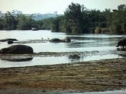 Down Belgian Congo river in 1956