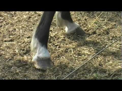 Verwahrlost hinter Stacheldraht - Pferdeleben im Emsland / PETA