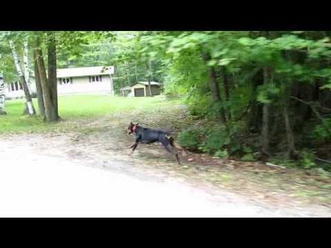 DOBERMAN PINSCHER RUNNING AT FULL SPEED