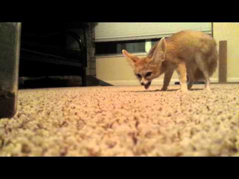 Scout the fennec fox returns!