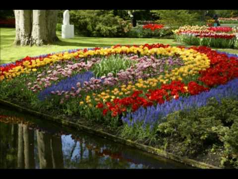 Tulips from Amsterdam (de Keukenhof)