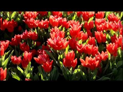 Tulip fields near Keukenhof Gardens in Holland