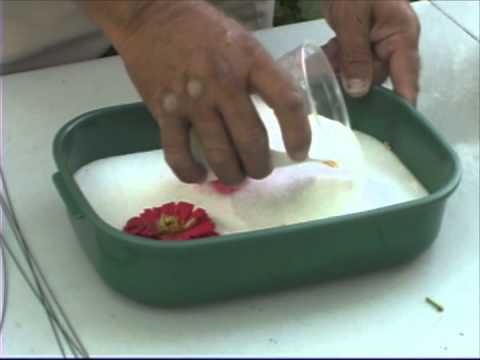 Use Silica Gel to Dry Flowers