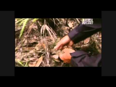 River Monsters - Amazon Assassins - Part 6