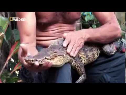 Documentary on the Deadly Crocodiles of the Nile River - Nile Crocodiles