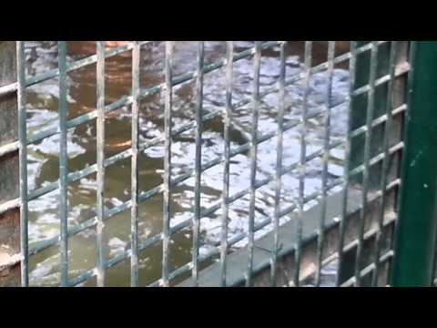 South African Fur Seal at Emirates Park Zoo