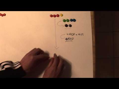 Glycolysis Into the Formation of Acetyl CoA