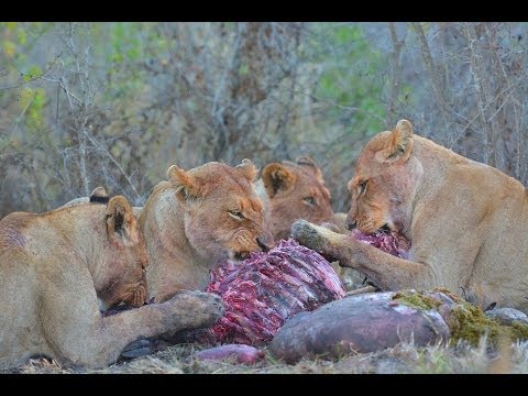 African Wildlife HD Part 2 - Kruger Park - South Africa Travel Channel